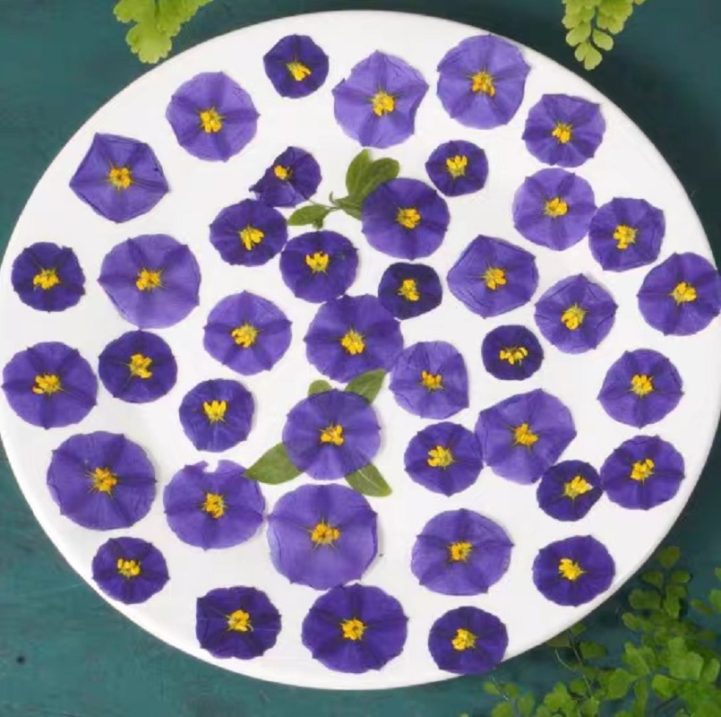 Dried Flower Bookmark - 100 adet preslenmiş kurutulmuş lycicies rantonnetii