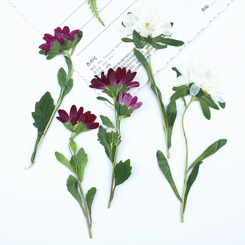 Dried Flower Bookmark - 24 adet, Mini Krizantem Preslenmiş Kurutulmuş