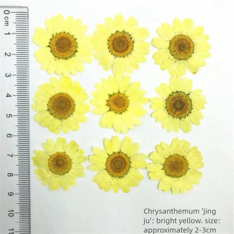 100 Adet Boyalı Krizantem Kuru - Dried Flower Bookmark incelemesi ve fiyatı