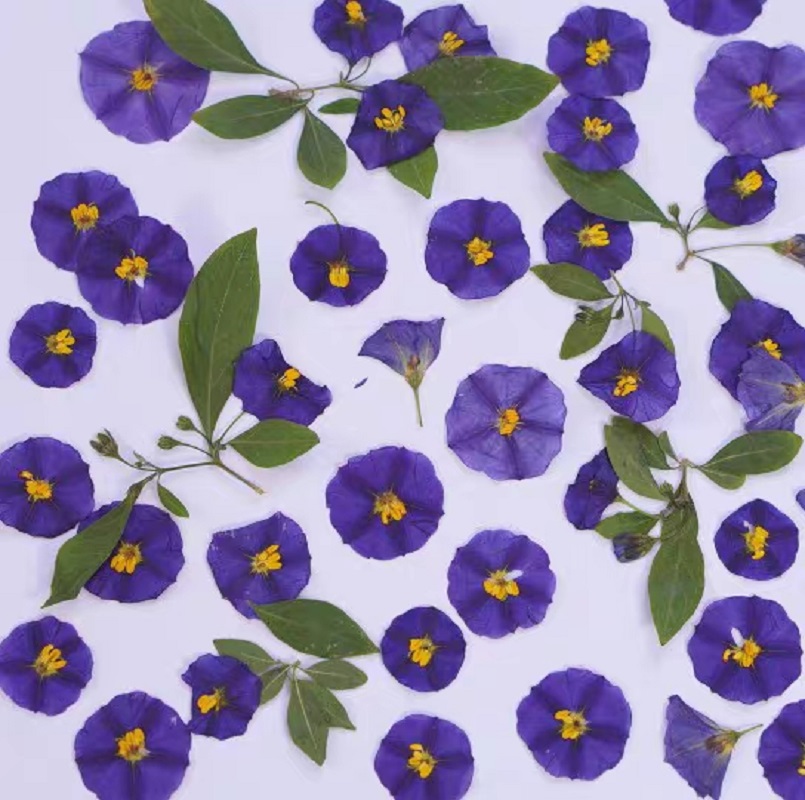 100 adet preslenmiş kurutulmuş - Dried Flower Bookmark incelemesi ve fiyatı